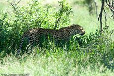 leopard (50 von 60).jpg